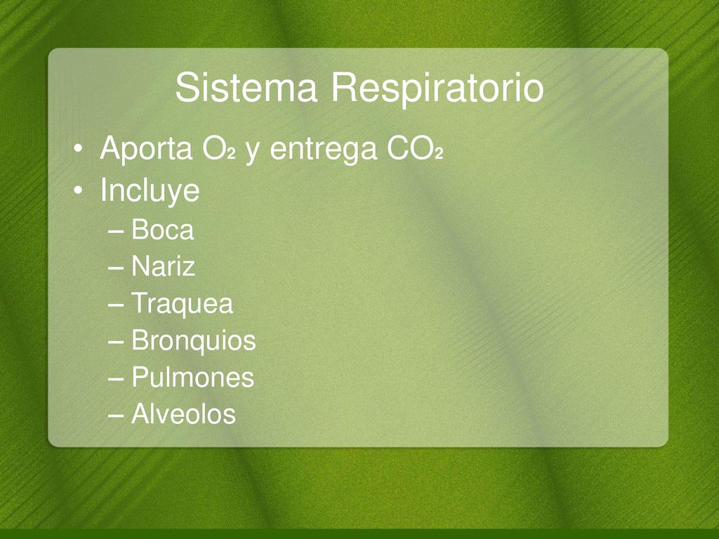Sistema Respiratorio Aporta O2 y entrega CO2 Incluye Boca Nariz