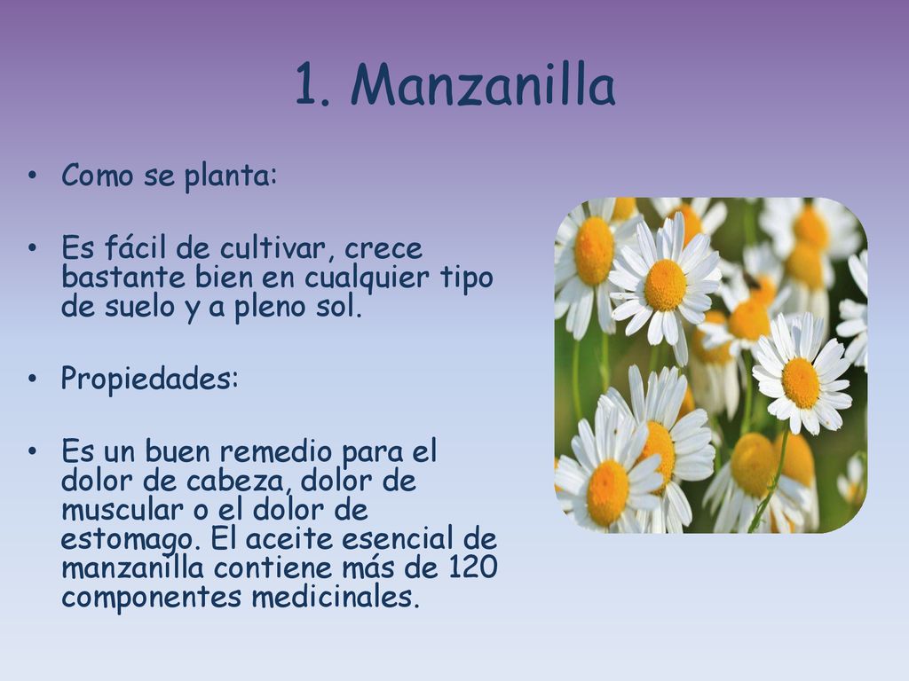 5 Plantas Medicinales Que Puedes Cultivar En Tu Casa Ppt Descargar