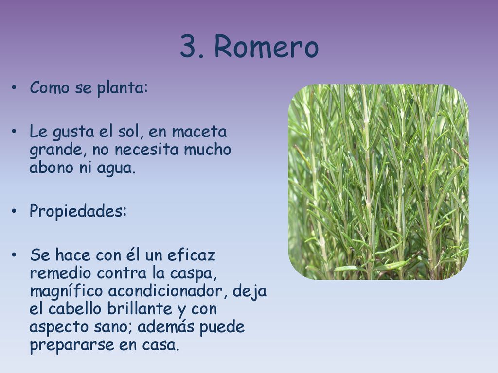 3. Romero Como se planta: Le gusta el sol, en maceta grande, no necesita mucho abono ni agua. Propiedades: