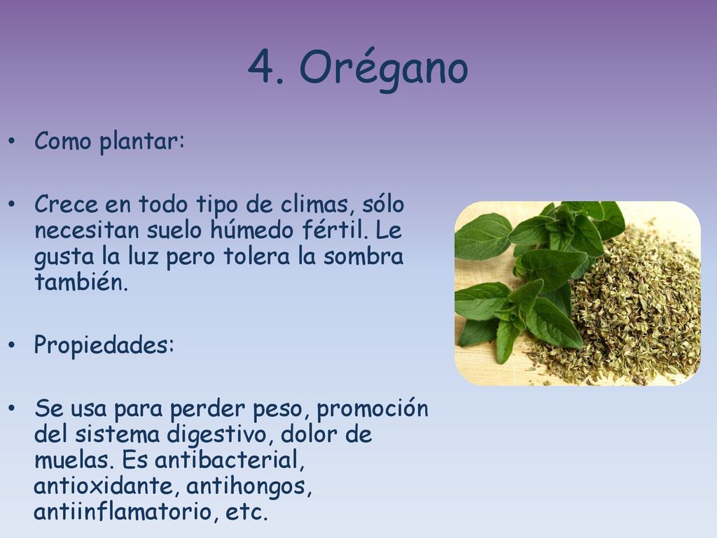 4. Orégano Como plantar: Crece en todo tipo de climas, sólo necesitan suelo húmedo fértil. Le gusta la luz pero tolera la sombra también.