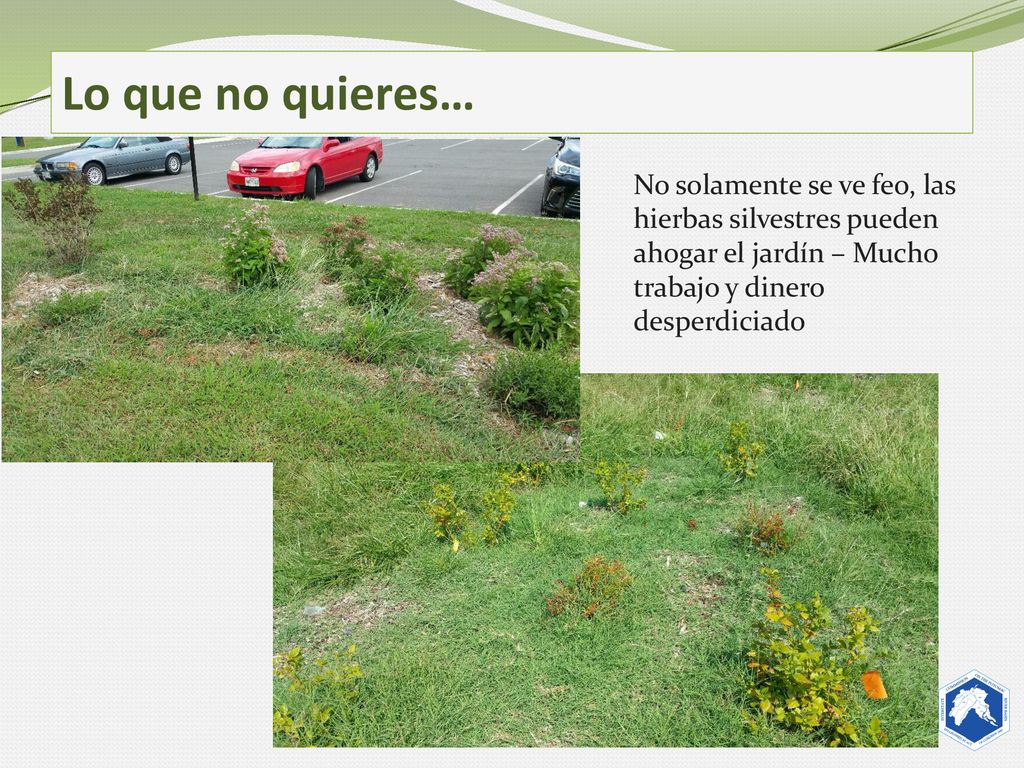 Lo que no quieres… No solamente se ve feo, las hierbas silvestres pueden ahogar el jardín – Mucho trabajo y dinero desperdiciado.