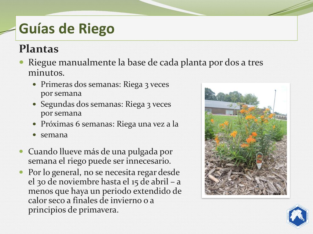 Guías de Riego Plantas. Riegue manualmente la base de cada planta por dos a tres minutos. Primeras dos semanas: Riega 3 veces por semana.
