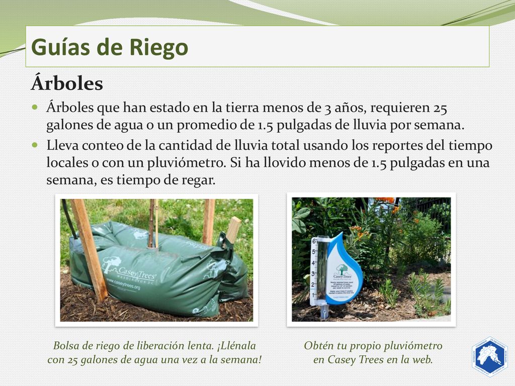 Obtén tu propio pluviómetro en Casey Trees en la web.