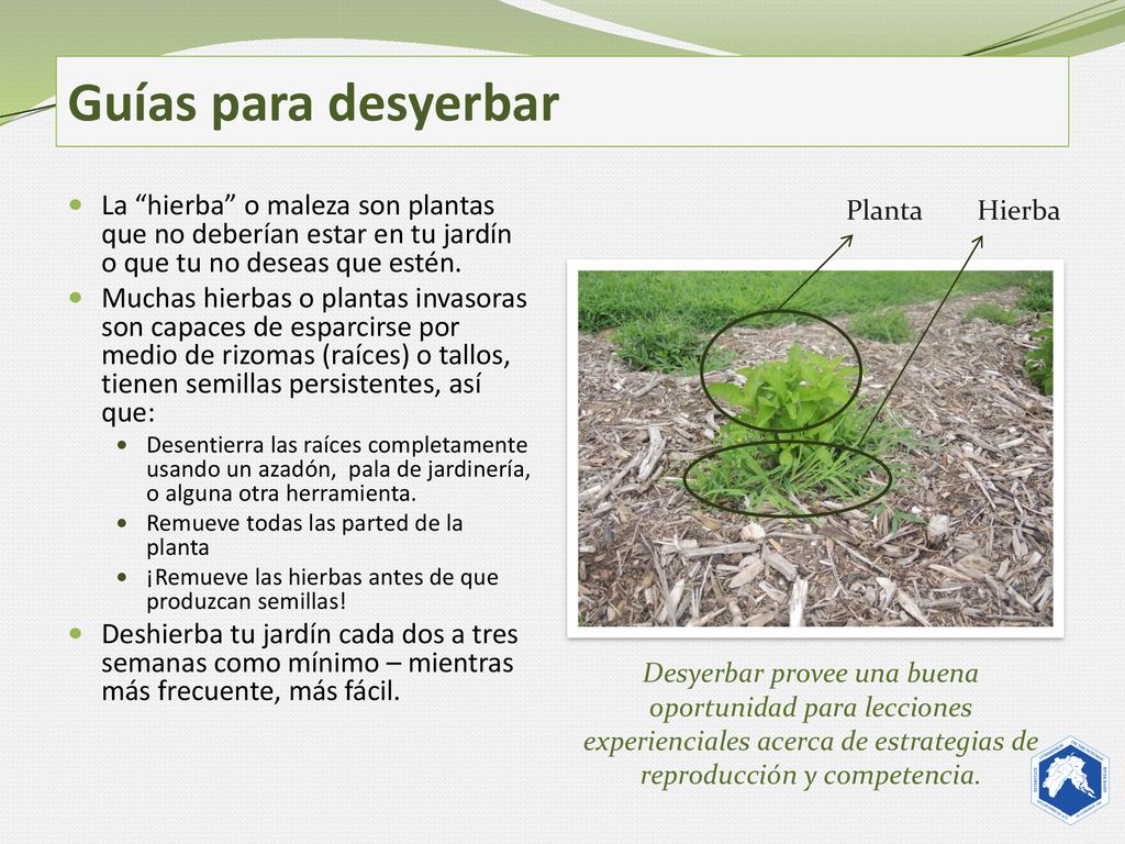 Guías para desyerbar La hierba o maleza son plantas que no deberían estar en tu jardín o que tu no deseas que estén.