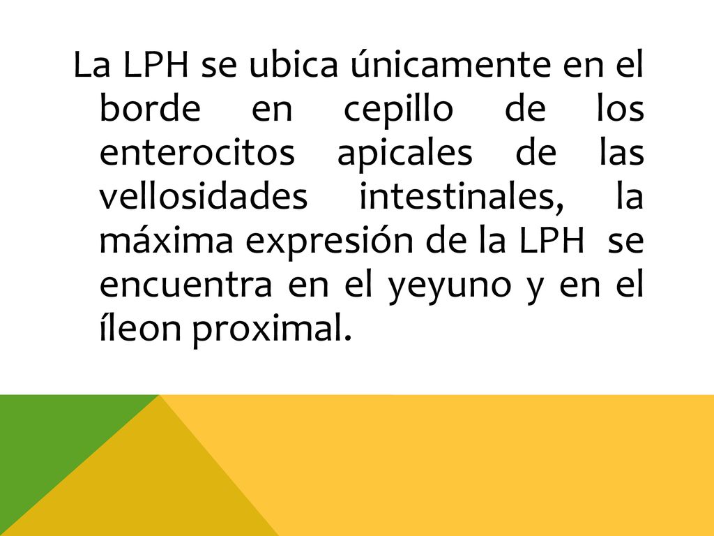La LPH se ubica únicamente en el borde en cepillo de los enterocitos apicales de las vellosidades intestinales, la máxima expresión de la LPH se encuentra en el yeyuno y en el íleon proximal.