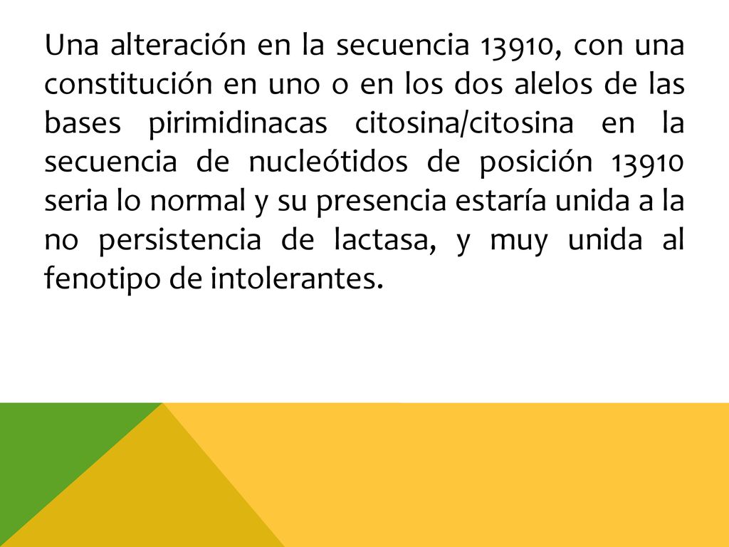 Una alteración en la secuencia 13910, con una constitución en uno o en los dos alelos de las bases pirimidinacas citosina/citosina en la secuencia de nucleótidos de posición seria lo normal y su presencia estaría unida a la no persistencia de lactasa, y muy unida al fenotipo de intolerantes.