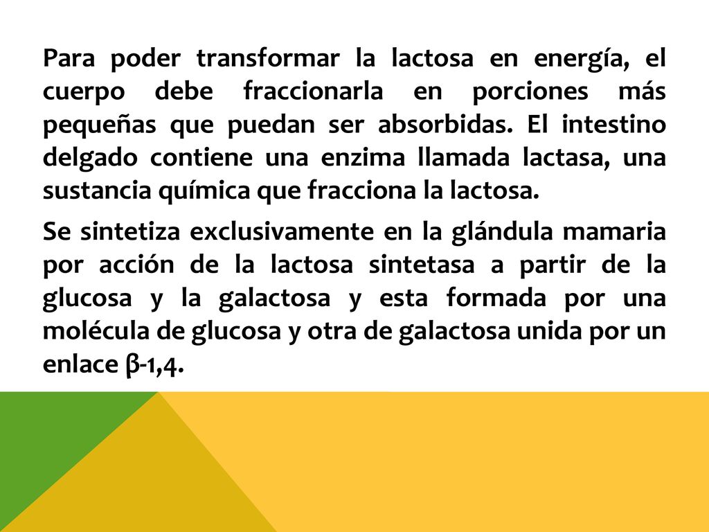 Para poder transformar la lactosa en energía, el cuerpo debe fraccionarla en porciones más pequeñas que puedan ser absorbidas.