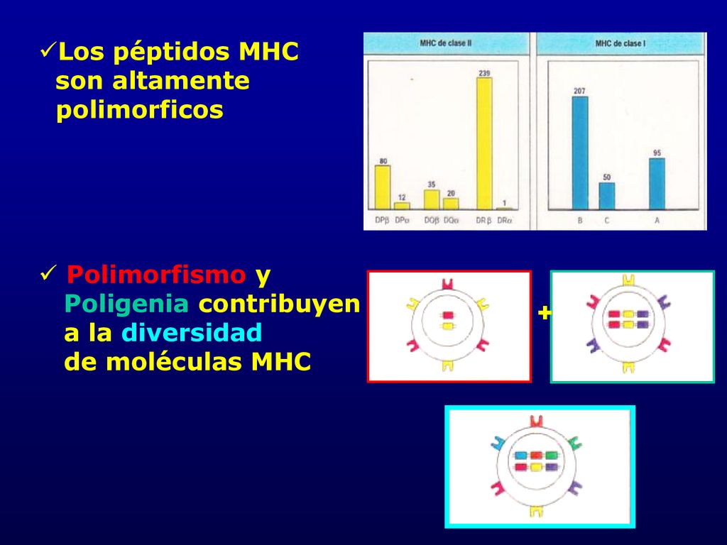 Los péptidos MHC son altamente. polimorficos. Polimorfismo y. Poligenia contribuyen. a la diversidad.