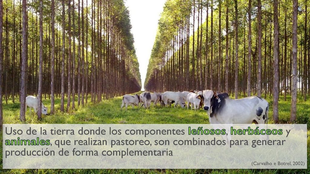 Uso de la tierra donde los componentes leñosos, herbáceos y animales, que realizan pastoreo, son combinados para generar producción de forma complementaria