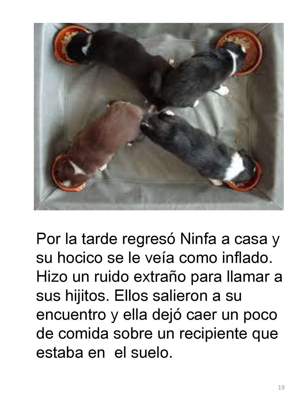Por la tarde regresó Ninfa a casa y su hocico se le veía como inflado