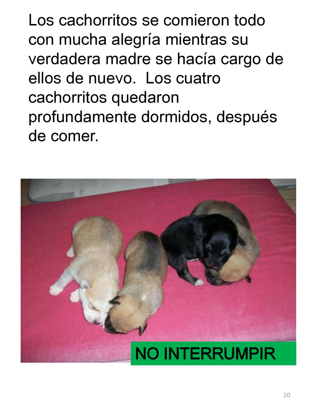 Los cachorritos se comieron todo con mucha alegría mientras su verdadera madre se hacía cargo de ellos de nuevo. Los cuatro cachorritos quedaron profundamente dormidos, después de comer.