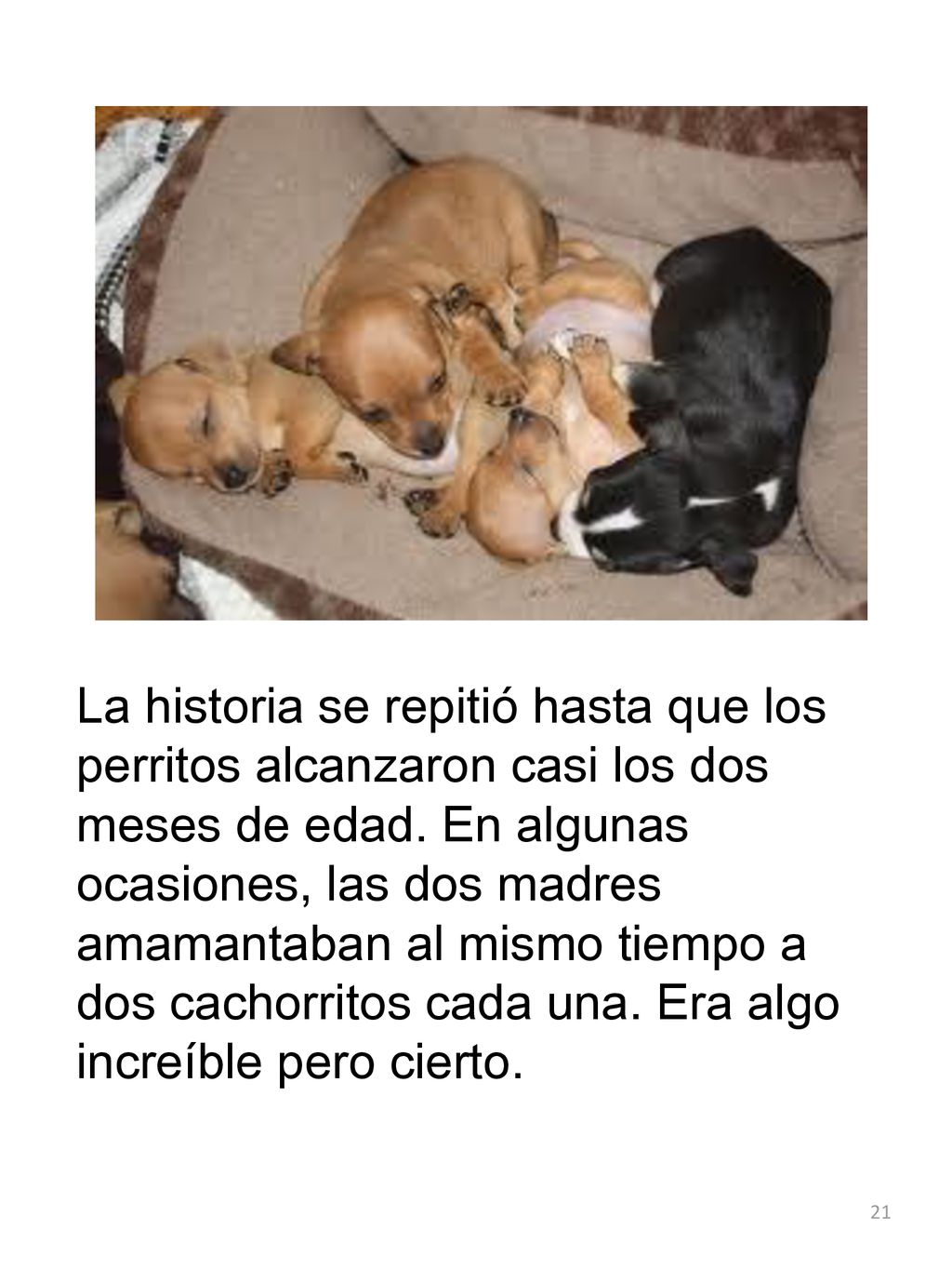 La historia se repitió hasta que los perritos alcanzaron casi los dos meses de edad.
