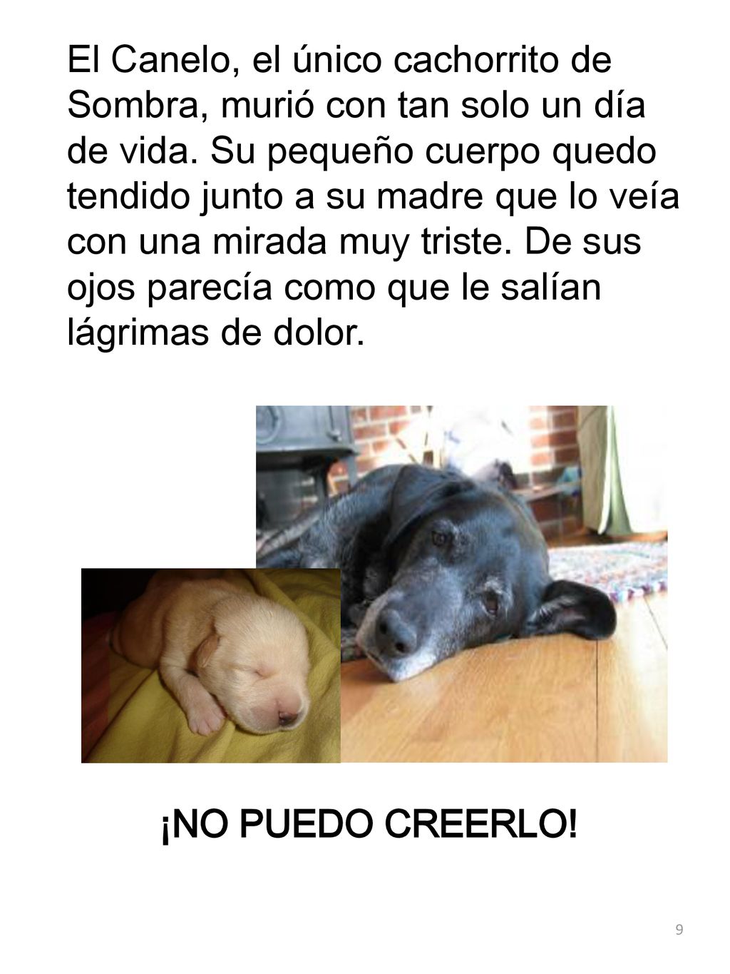 El Canelo, el único cachorrito de Sombra, murió con tan solo un día de vida. Su pequeño cuerpo quedo tendido junto a su madre que lo veía con una mirada muy triste. De sus ojos parecía como que le salían lágrimas de dolor.