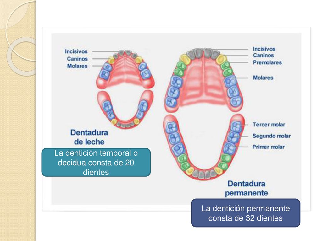 La dentición temporal o decidua consta de 20 dientes