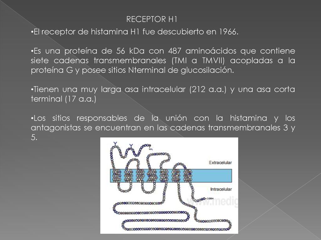 RECEPTOR H1 El receptor de histamina H1 fue descubierto en