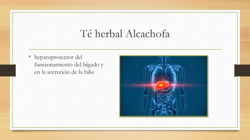 Té herbal Alcachofa hepatoprotector del funcionamiento del hígado y en la secreción de la bilis