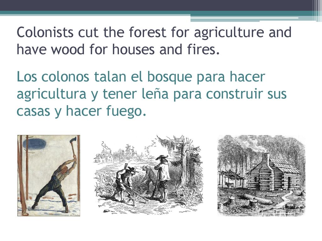 Colonists cut the forest for agriculture and have wood for houses and fires.