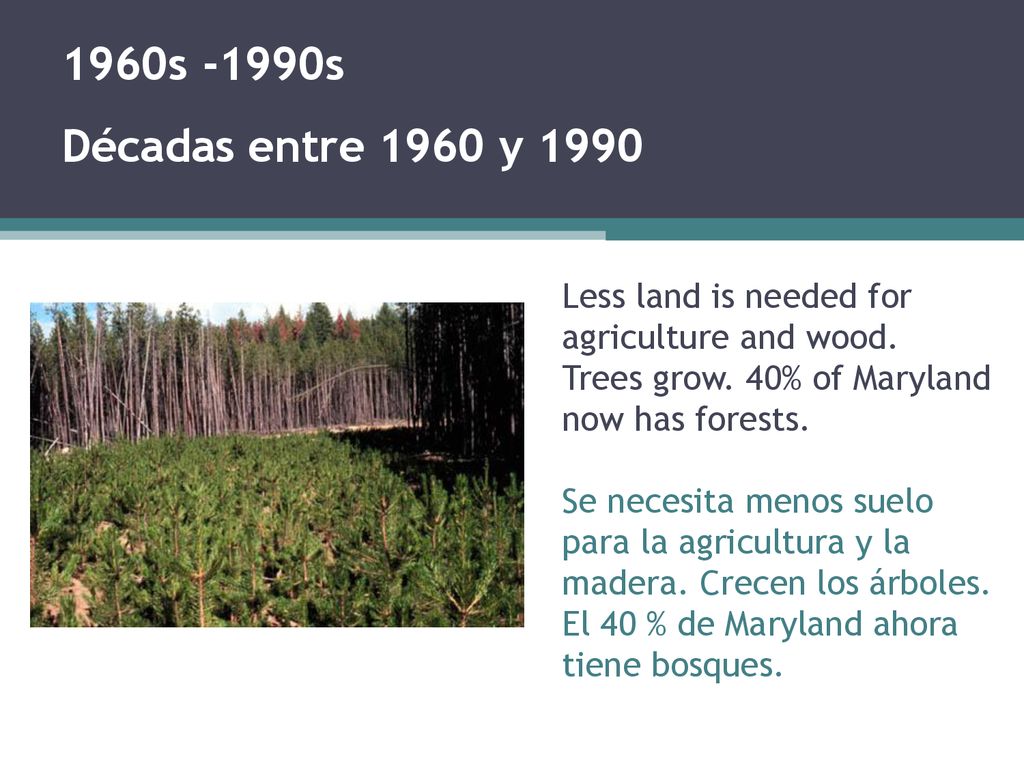 1960s -1990s Décadas entre 1960 y 1990 Less land is needed for agriculture and wood. Trees grow. 40% of Maryland now has forests.