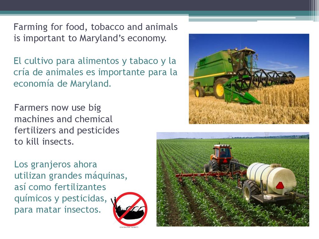 Farming for food, tobacco and animals is important to Maryland’s economy. El cultivo para alimentos y tabaco y la cría de animales es importante para la economía de Maryland.