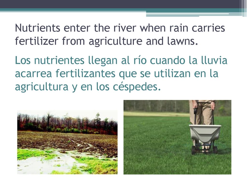 Nutrients enter the river when rain carries fertilizer from agriculture and lawns.