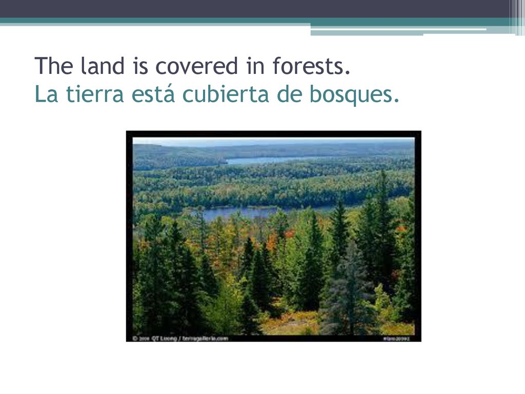 The land is covered in forests. La tierra está cubierta de bosques.