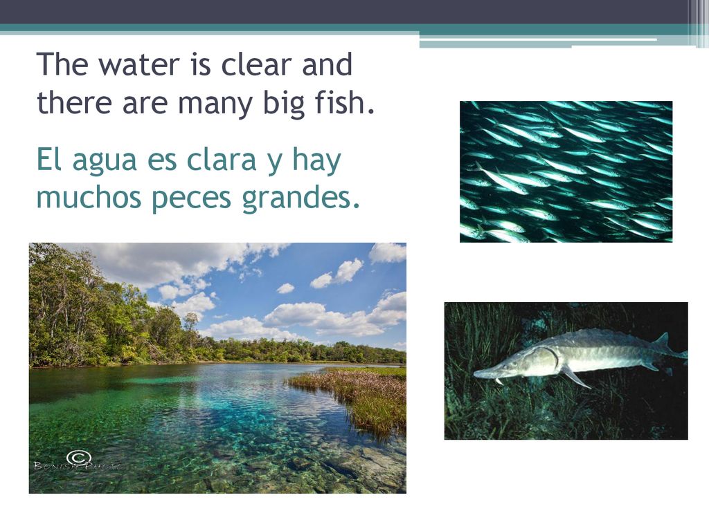 The water is clear and there are many big fish