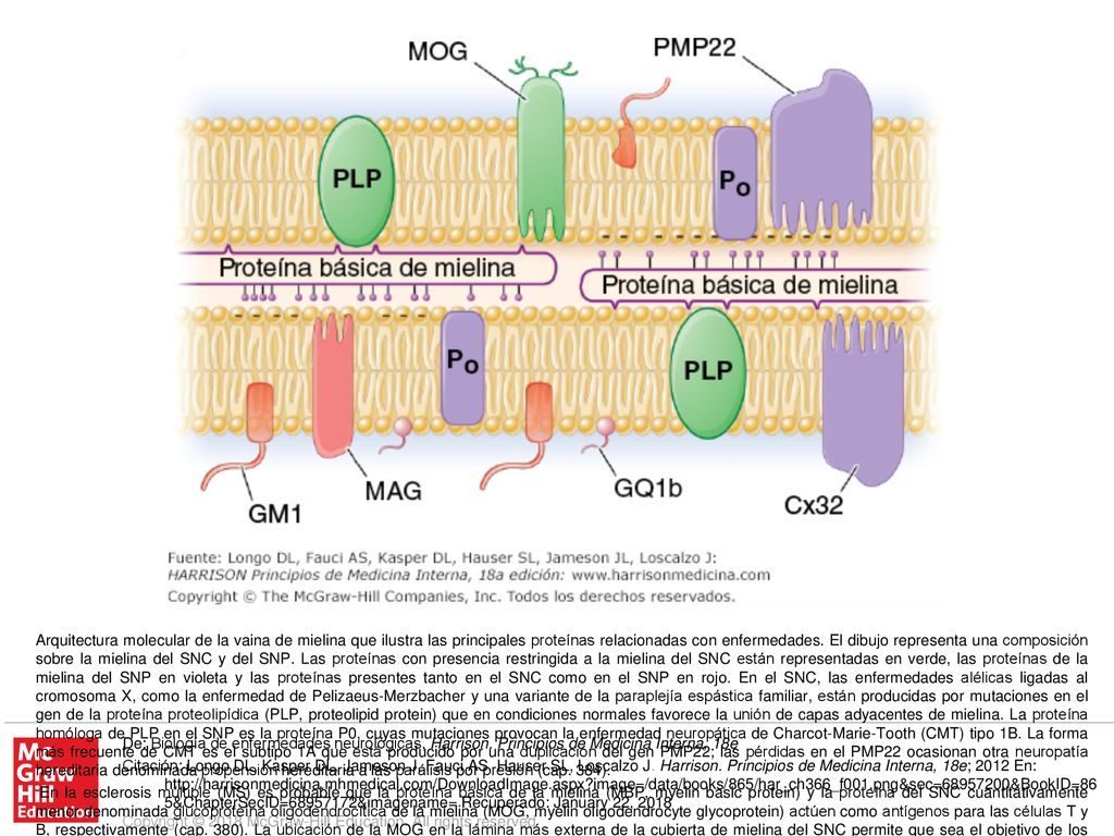En la esclerosis múltiple (MS) es probable que la proteína básica de la mielina (MBP, myelin basic protein) y la proteína del SNC cuantitativamente menor denominada glucoproteína oligodendrocítica de la mielina (MOG, myelin oligodendrocyte glycoprotein) actúen como antígenos para las células T y B, respectivamente (cap. 380). La ubicación de la MOG en la lámina más externa de la cubierta de mielina del SNC permite que sea el objetivo de los autoanticuerpos. En el SNP, los autoanticuerpos frente a los gangliósidos de la mielina participan en varias enfermedades, como el GQ1b en la variante de Fisher del síndrome de Guillain-Barré, el GM1 en la neuropatía multifocal motora, y los sulfátidos de la glucoproteína asociada a la mielina (MAG, myelin-associated glycoprotein) en las neuropatías periféricas que se asocian a las gammapatías monoclonales (cap. 385).