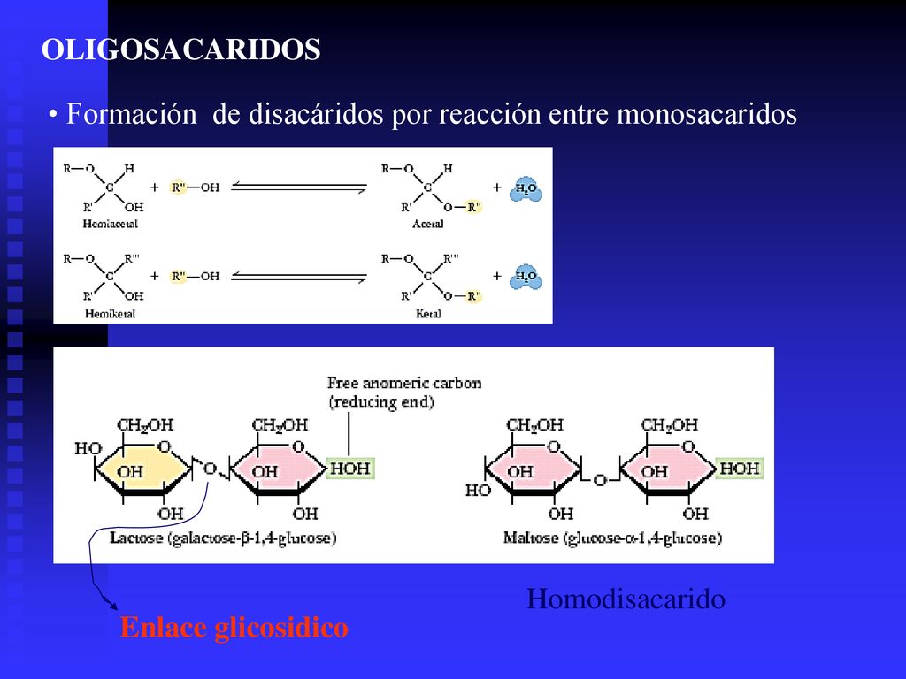 OLIGOSACARIDOS Formación de disacáridos por reacción entre monosacaridos.