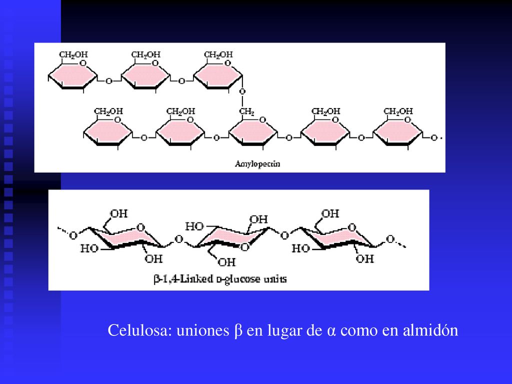 Celulosa: uniones β en lugar de α como en almidón