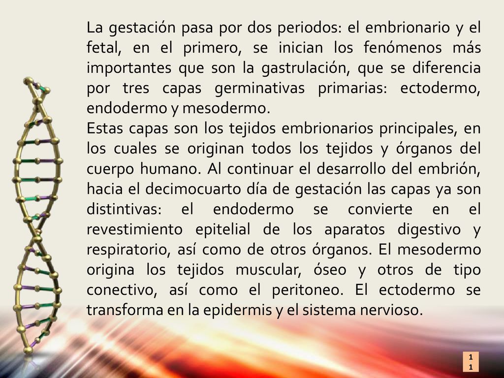 La gestación pasa por dos periodos: el embrionario y el fetal, en el primero, se inician los fenómenos más importantes que son la gastrulación, que se diferencia por tres capas germinativas primarias: ectodermo, endodermo y mesodermo.
