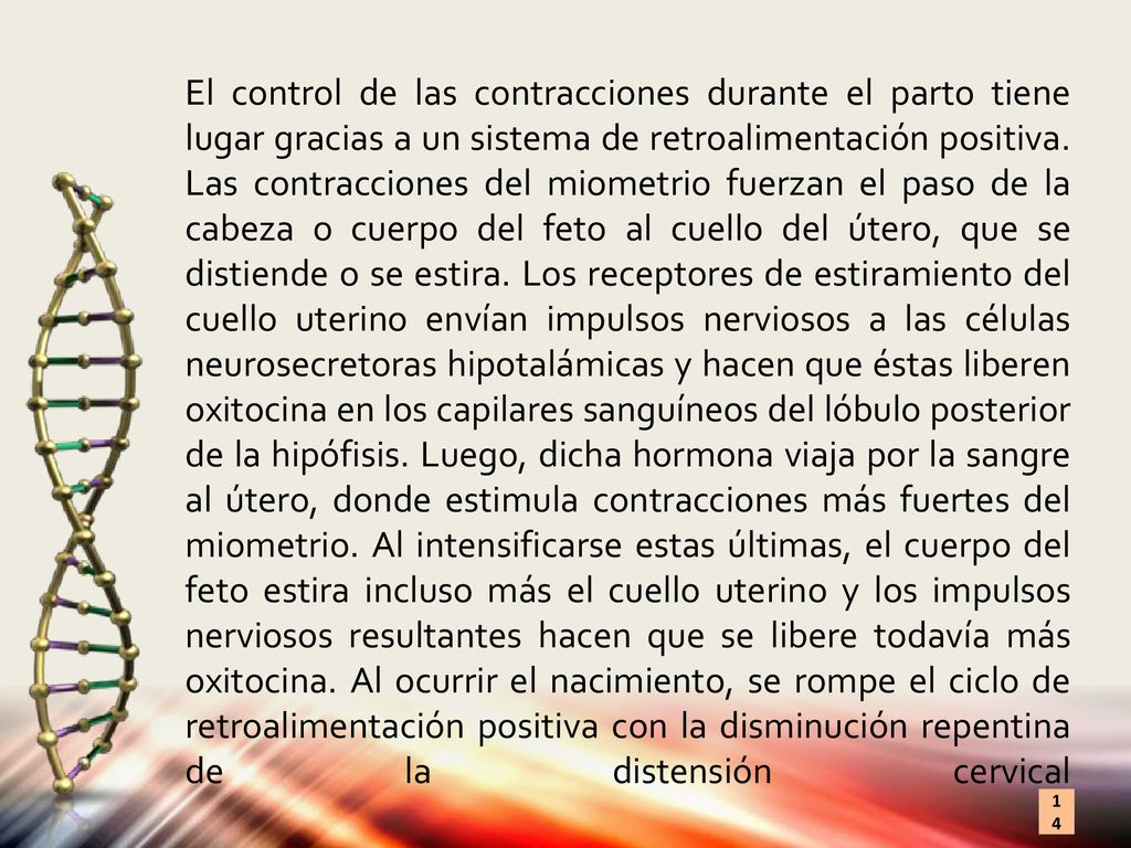 El control de las contracciones durante el parto tiene lugar gracias a un sistema de retroalimentación positiva.