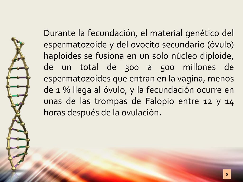 Durante la fecundación, el material genético del espermatozoide y del ovocito secundario (óvulo) haploides se fusiona en un solo núcleo diploide, de un total de 300 a 500 millones de espermatozoides que entran en la vagina, menos de 1 % llega al óvulo, y la fecundación ocurre en unas de las trompas de Falopio entre 12 y 14 horas después de la ovulación.