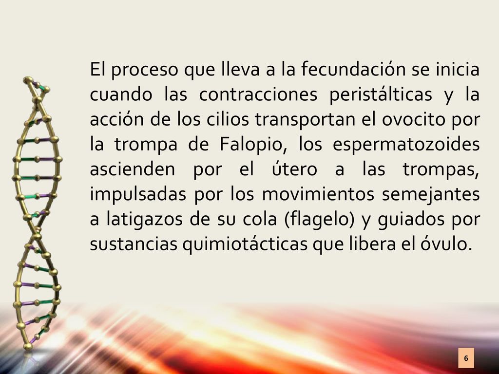 El proceso que lleva a la fecundación se inicia cuando las contracciones peristálticas y la acción de los cilios transportan el ovocito por la trompa de Falopio, los espermatozoides ascienden por el útero a las trompas, impulsadas por los movimientos semejantes a latigazos de su cola (flagelo) y guiados por sustancias quimiotácticas que libera el óvulo.