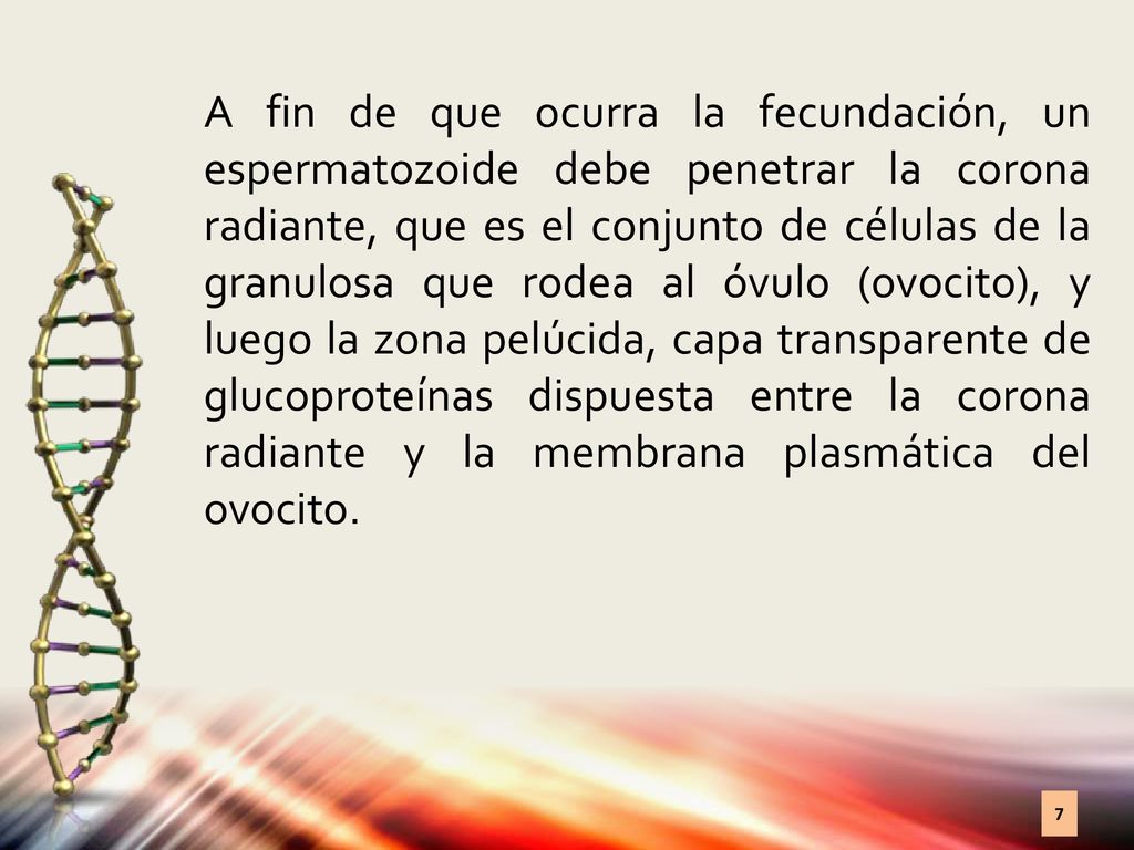 A fin de que ocurra la fecundación, un espermatozoide debe penetrar la corona radiante, que es el conjunto de células de la granulosa que rodea al óvulo (ovocito), y luego la zona pelúcida, capa transparente de glucoproteínas dispuesta entre la corona radiante y la membrana plasmática del ovocito.