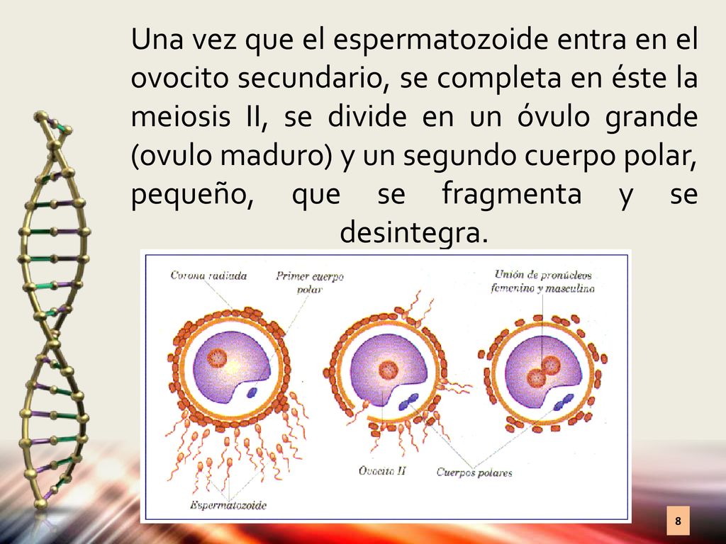 Una vez que el espermatozoide entra en el ovocito secundario, se completa en éste la meiosis II, se divide en un óvulo grande (ovulo maduro) y un segundo cuerpo polar, pequeño, que se fragmenta y se desintegra.