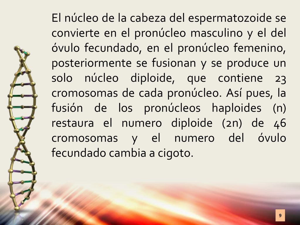 El núcleo de la cabeza del espermatozoide se convierte en el pronúcleo masculino y el del óvulo fecundado, en el pronúcleo femenino, posteriormente se fusionan y se produce un solo núcleo diploide, que contiene 23 cromosomas de cada pronúcleo.