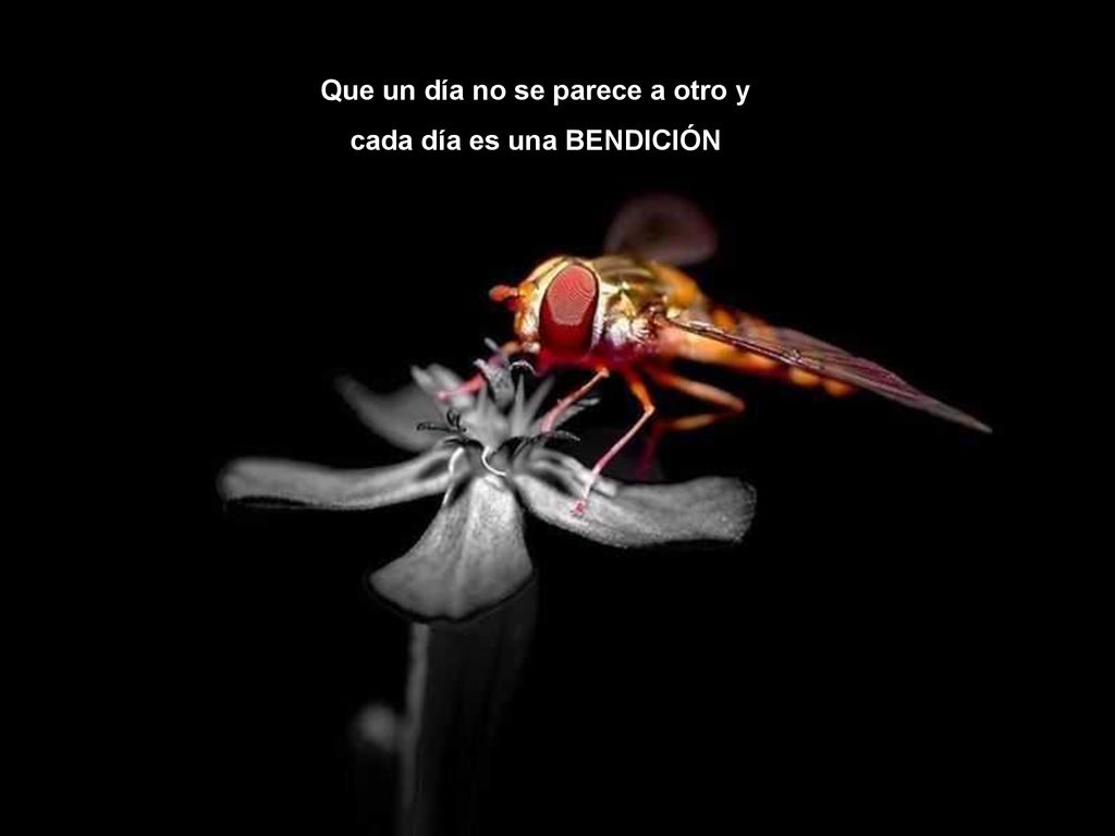 Que un día no se parece a otro y cada día es una BENDICIÓN