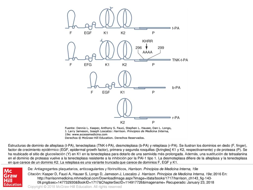 Estructuras de dominio de alteplasa (t-PA), tenecteplasa (TNK-t-PA), desmoteplasa (b-PA) y reteplasa (r-PA). Se ilustran los dominios en dedo (F, finger), factor de crecimiento epidérmico (EGF, epidermal growth factor), primera y segunda rosquillas ([kringles] K1 y K2, respectivamente) y de proteasa (P). Se ha reubicado el sitio de glucosilación (Y) en K1 en la tenecteplasa para dotarlo de una semivida más prolongada. Además, una sustitución de tetraalanina en el dominio de proteasa vuelve a la tenecteplasa resistente a la inhibición por la PAI-1 tipo 1. La desmoteplasa difiere de la alteplasa y la tenecteplasa en que carece de un dominio K2. La reteplasa es una variante truncada que carece de dominios F, EGF y K1.