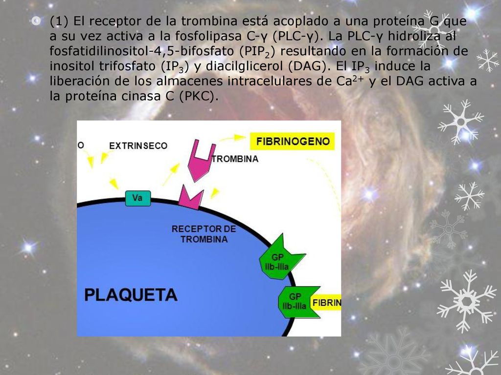 (1) El receptor de la trombina está acoplado a una proteína G que a su vez activa a la fosfolipasa C-γ (PLC-γ). La PLC-γ hidroliza al fosfatidilinositol-4,5-bifosfato (PIP2) resultando en la formación de inositol trifosfato (IP3) y diacilglicerol (DAG). El IP3 induce la liberación de los almacenes intracelulares de Ca2+ y el DAG activa a la proteína cinasa C (PKC).