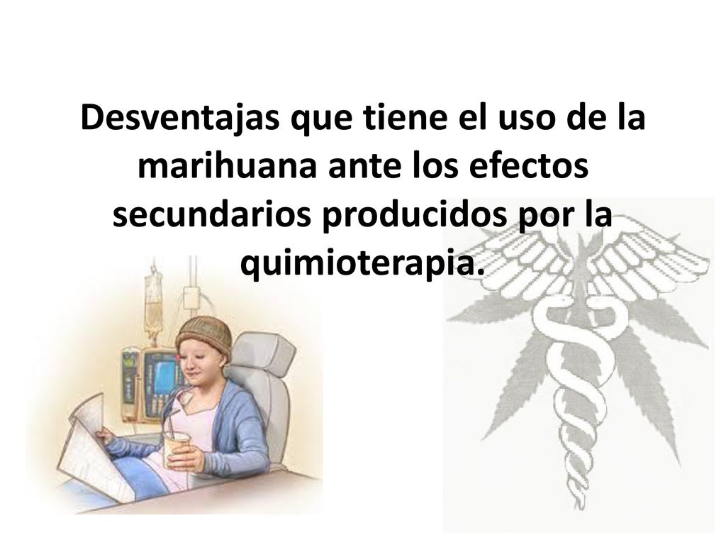Desventajas que tiene el uso de la marihuana ante los efectos secundarios producidos por la quimioterapia.