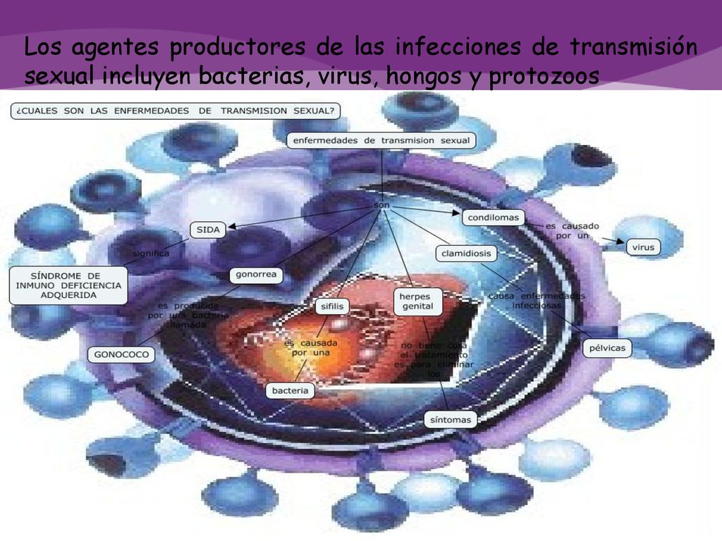 Los agentes productores de las infecciones de transmisión sexual incluyen bacterias, virus, hongos y protozoos