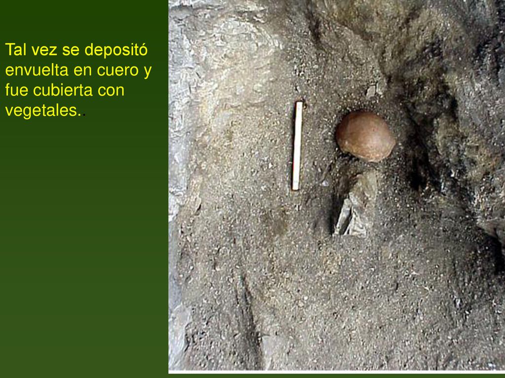 Tal vez se depositó envuelta en cuero y fue cubierta con vegetales..