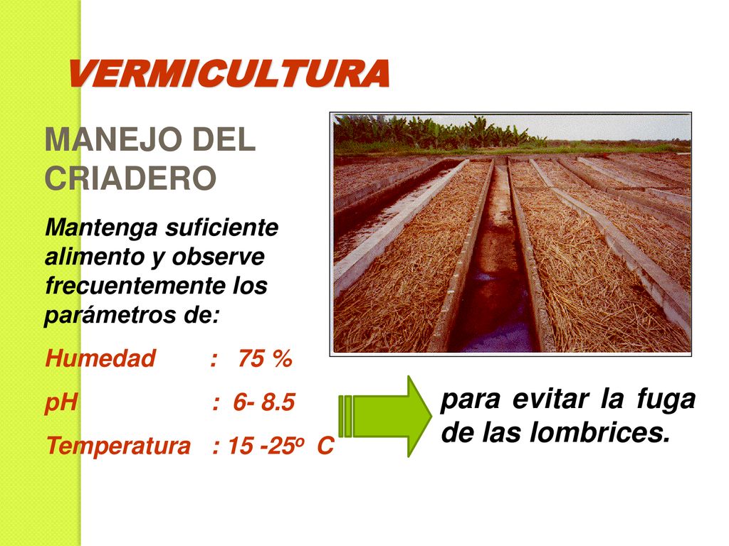 VERMICULTURA MANEJO DEL CRIADERO para evitar la fuga de las lombrices.