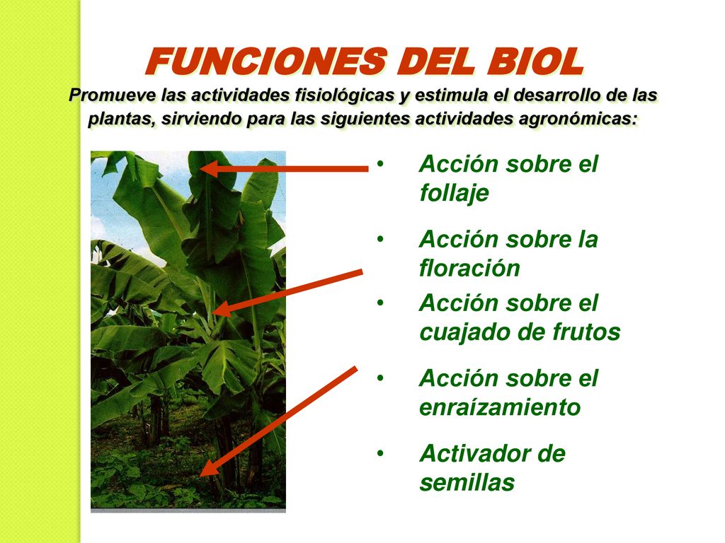 FUNCIONES DEL BIOL Promueve las actividades fisiológicas y estimula el desarrollo de las plantas, sirviendo para las siguientes actividades agronómicas: