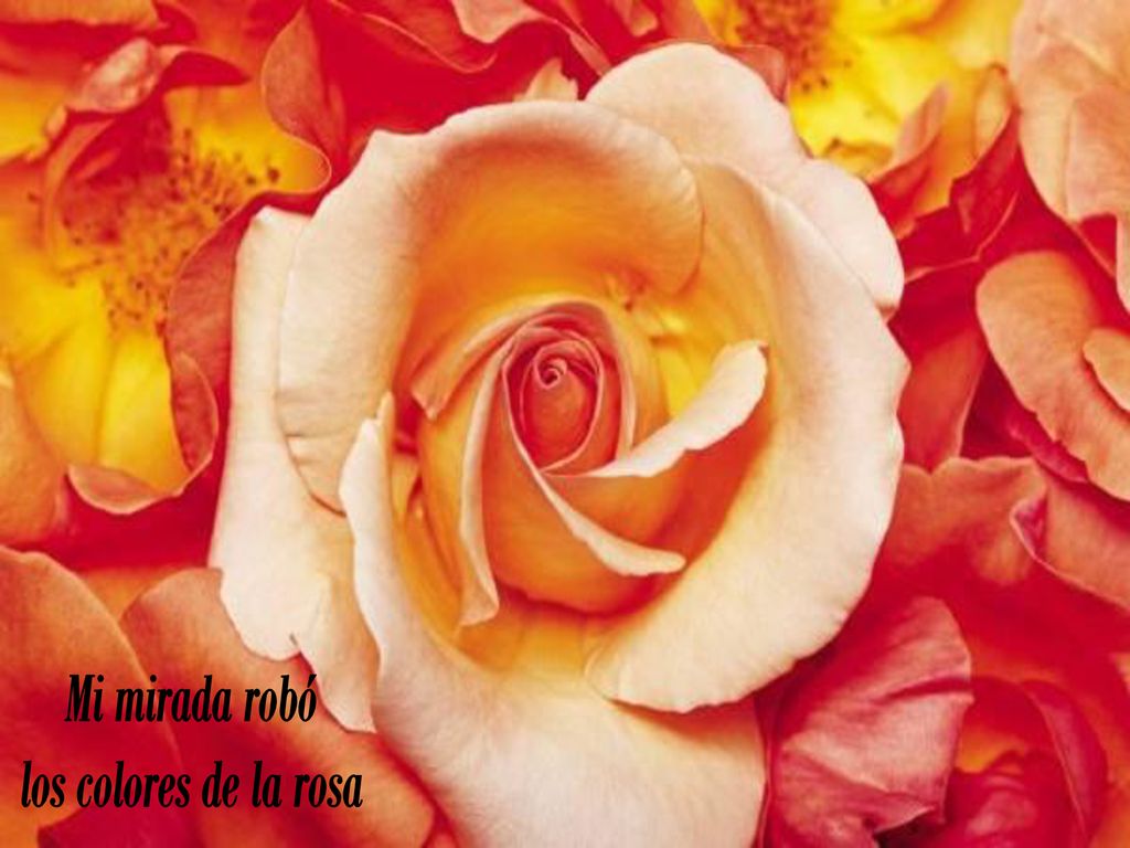 Mi mirada robó los colores de la rosa