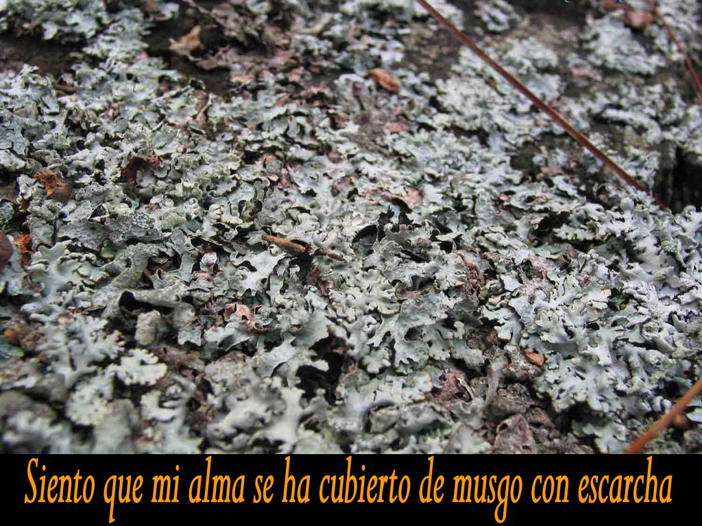 Siento que mi alma se ha cubierto de musgo con escarcha