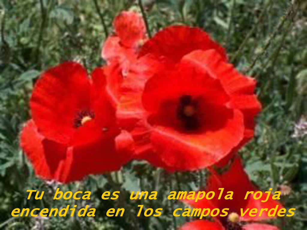 Tu boca es una amapola roja encendida en los campos verdes
