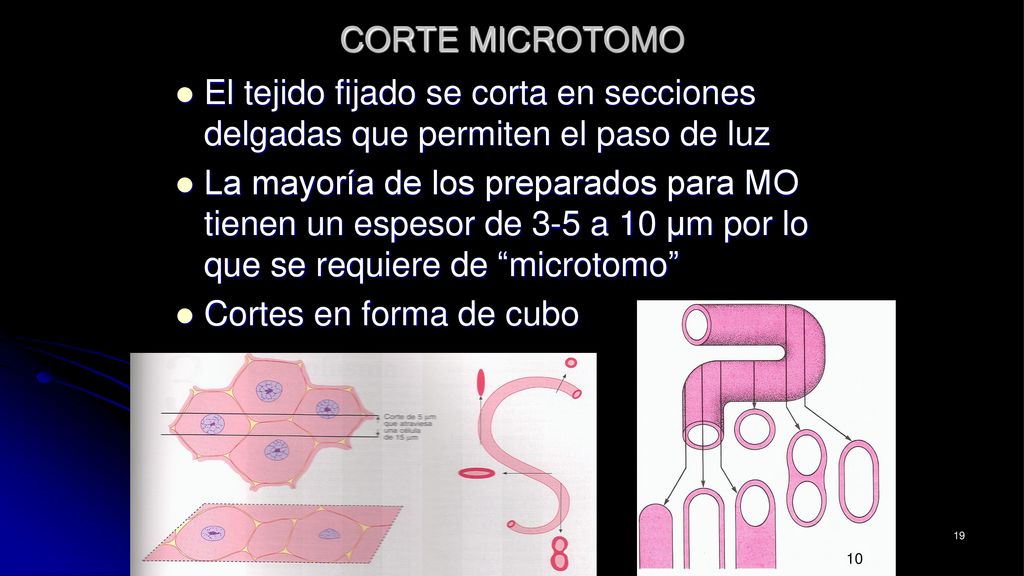 CORTE MICROTOMO El tejido fijado se corta en secciones delgadas que permiten el paso de luz.