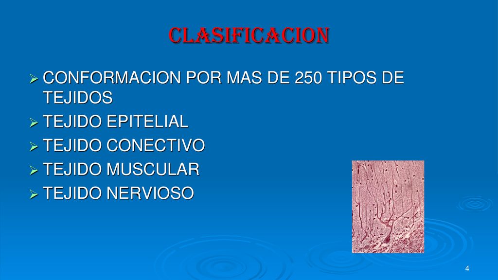 CLASIFICACION CONFORMACION POR MAS DE 250 TIPOS DE TEJIDOS