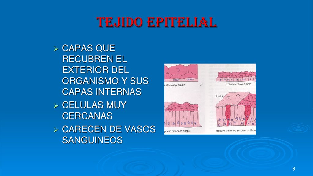 TEJIDO EPITELIAL CAPAS QUE RECUBREN EL EXTERIOR DEL ORGANISMO Y SUS CAPAS INTERNAS. CELULAS MUY CERCANAS.